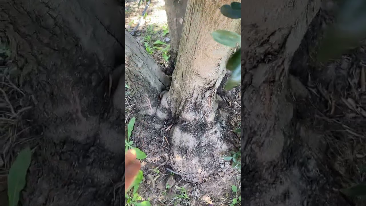 Manzalina Zeytin Ağacı Fidanı Özellikleri Verimi Satışı