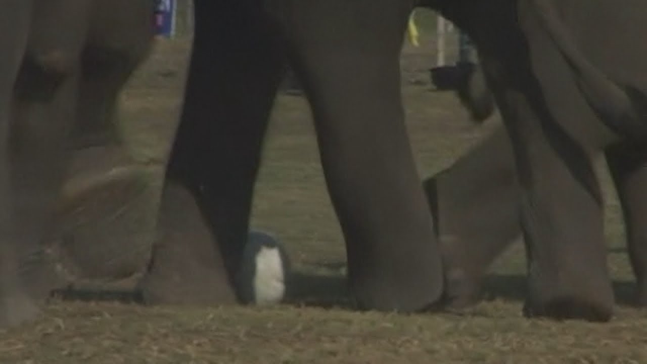 Elephants playing football in Nepal for special festival