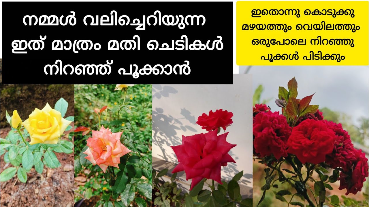 ഇത് കൊടുക്കാത്തവർ ഒരു തവണ കൊടുക്കൂ.. അടിപൊളി result 👍|homemade fertilizer for plants |gardening|