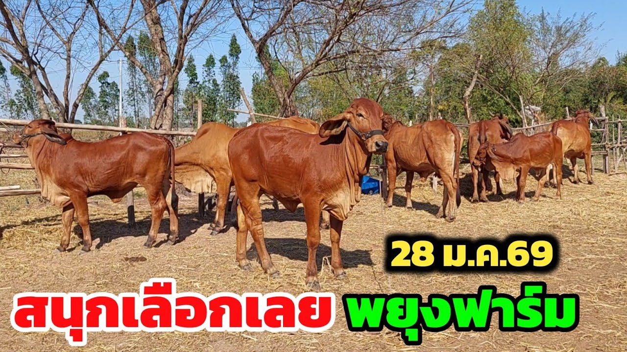 พยุงฟาร์ม รอบนี้ทีเด็ด วัวท้องวัวสาว มีแต่งามๆ 28 ม.ค.69 รีบดูเลย ของจริงล้วนๆ