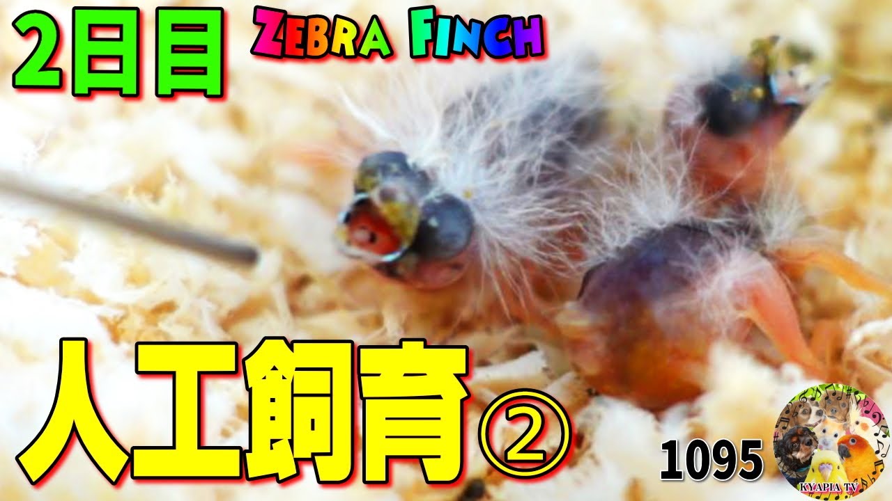 保護したキンカチョウ・人工飼育2日目｜鳥の雛・雀目・体重測定・挿し餌・親鳥・鳴き声・巣上げ　Zebra Finch Artificial breeding