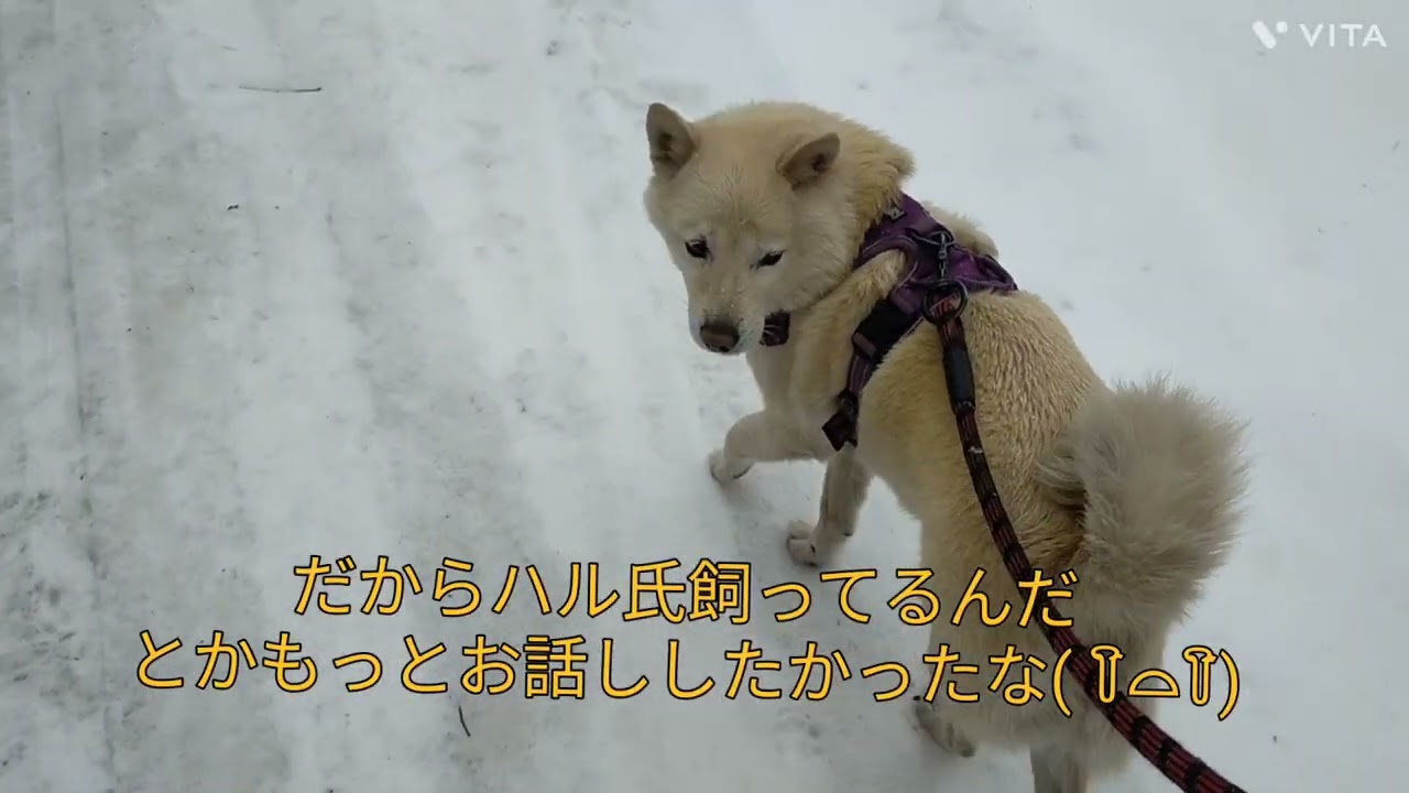下がり眉のハル　ミゾレの中　おしっしっキメて　ゆるゆる散歩