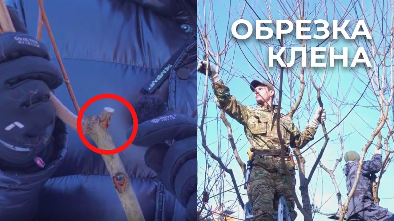 ОБРЕЗКА КЛЕНА. Санитарная стрижка и формирование кроны дерева