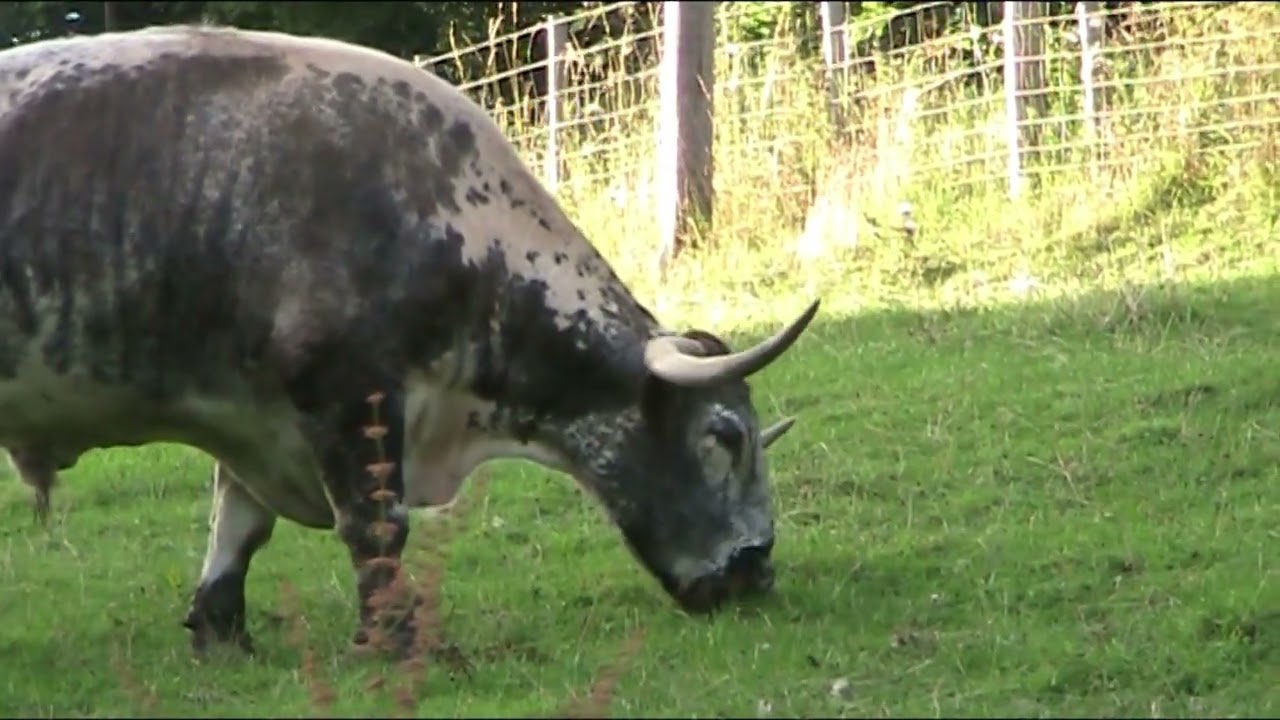 English Longhorn and British White cows