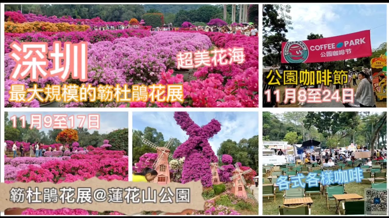 深圳吃喝玩樂 | 簕杜鵑花展2024@蓮花山公園 | 深圳最大規模簕杜鵑花展 | 超美花海 | 公園咖啡節11月8至24日 | 各式各樣咖 | EP064