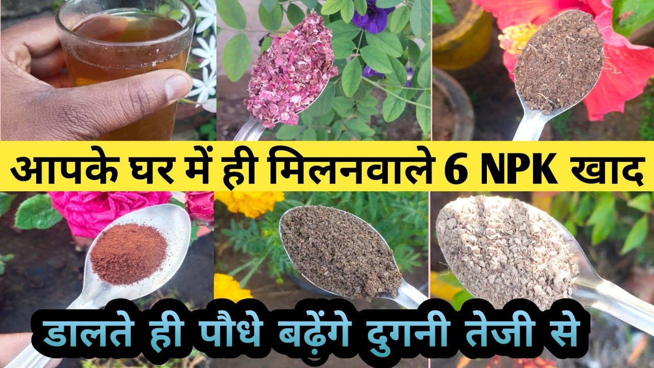 आपके घर में ही बनाइये 6 NPK खाद जो पौधे को फुलोंसे भर देगा/ Best Home Made Organic NGK Fertilizer