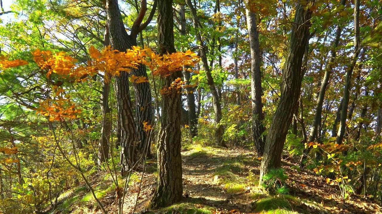 Осенняя лесная прогулка, прогулка по лесной тропе, окрашенной осенними листьями, Канчхон 4K