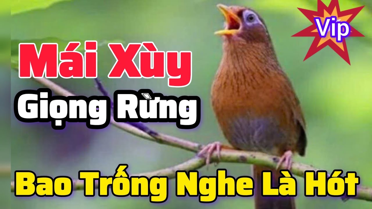 Mi Mái Siêu Xùy Rên Rỉ Kích Trống Mộc Căng Lửa cả Ngày 