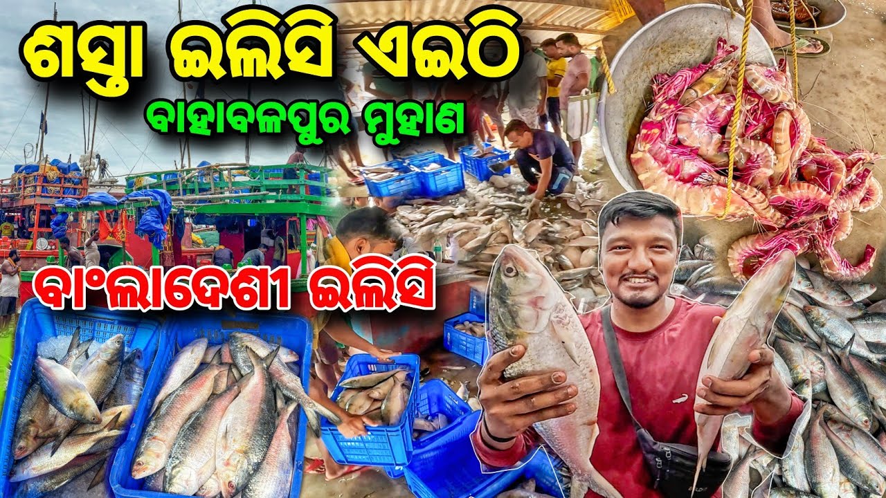 ଏଥର ଖାଲି🐟 ଇଲିସି ଶସ୍ତା😱 Bahabalpur Fish Market 🔥  Elisi ରେଟ କେତେ❓ Baleswar Fish Harbour 