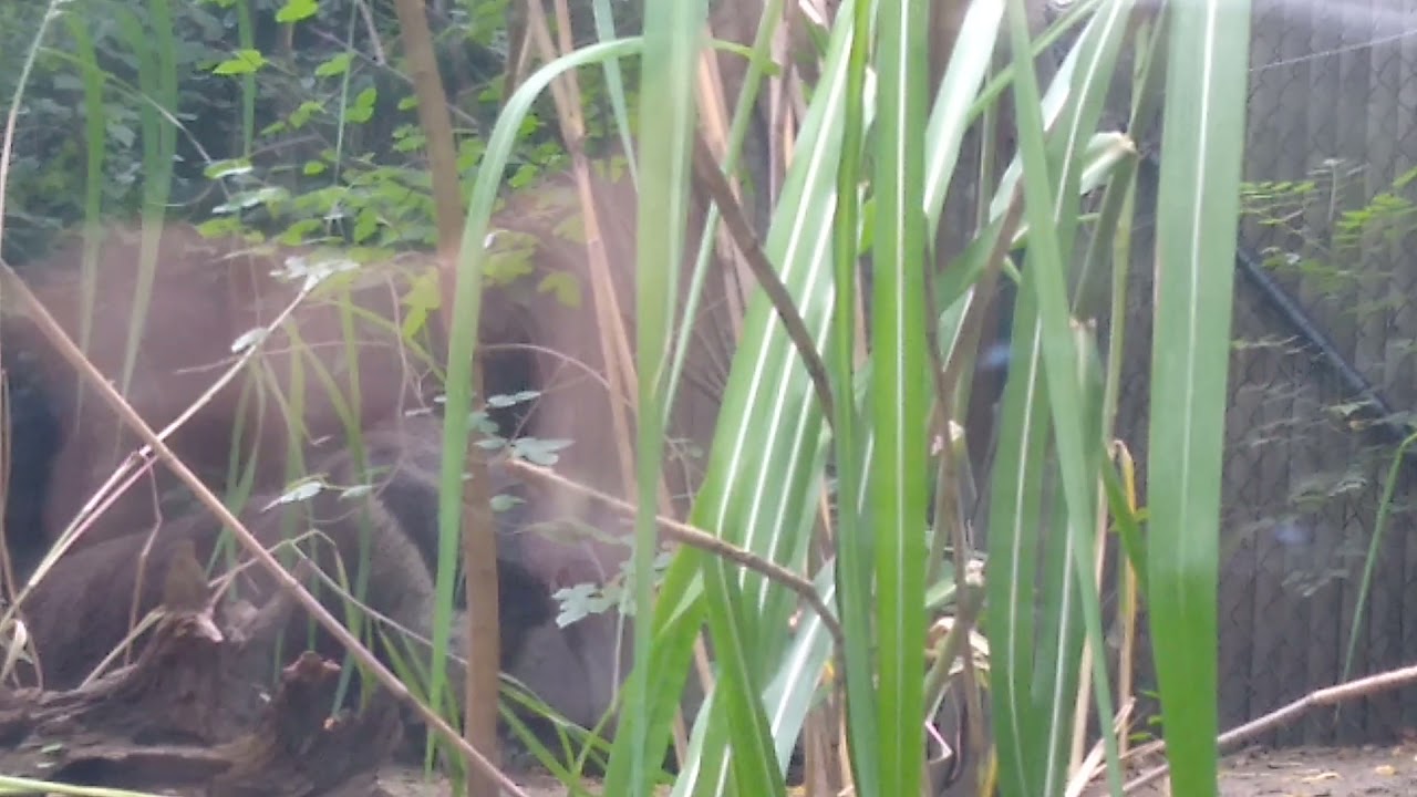 Giant Anteater Royal Rumble