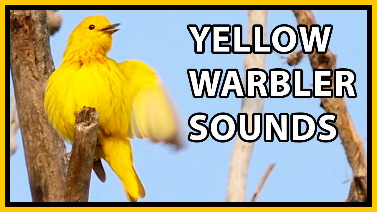 Yellow Warbler Songs and Sounds