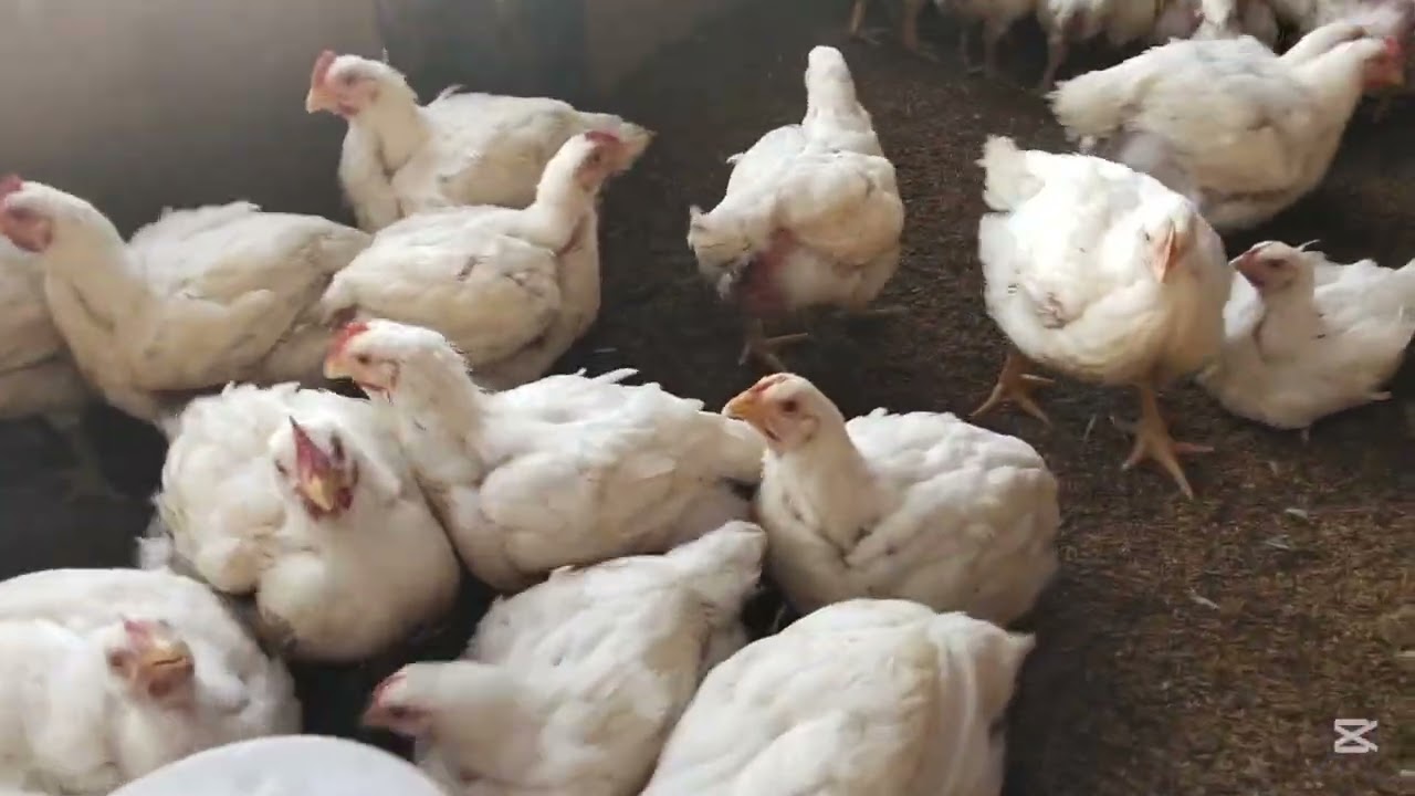 Boiler poultry farm in Nepal and sales your boiler 