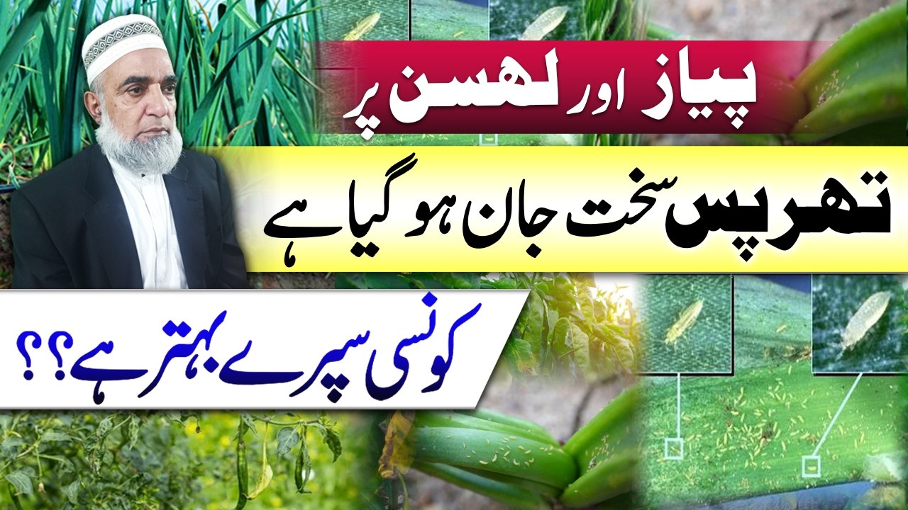 How to Protect Onion and Garlic from Thrips || Crop Reformer