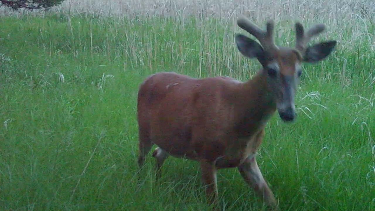 "Big Buck"...Before And After!