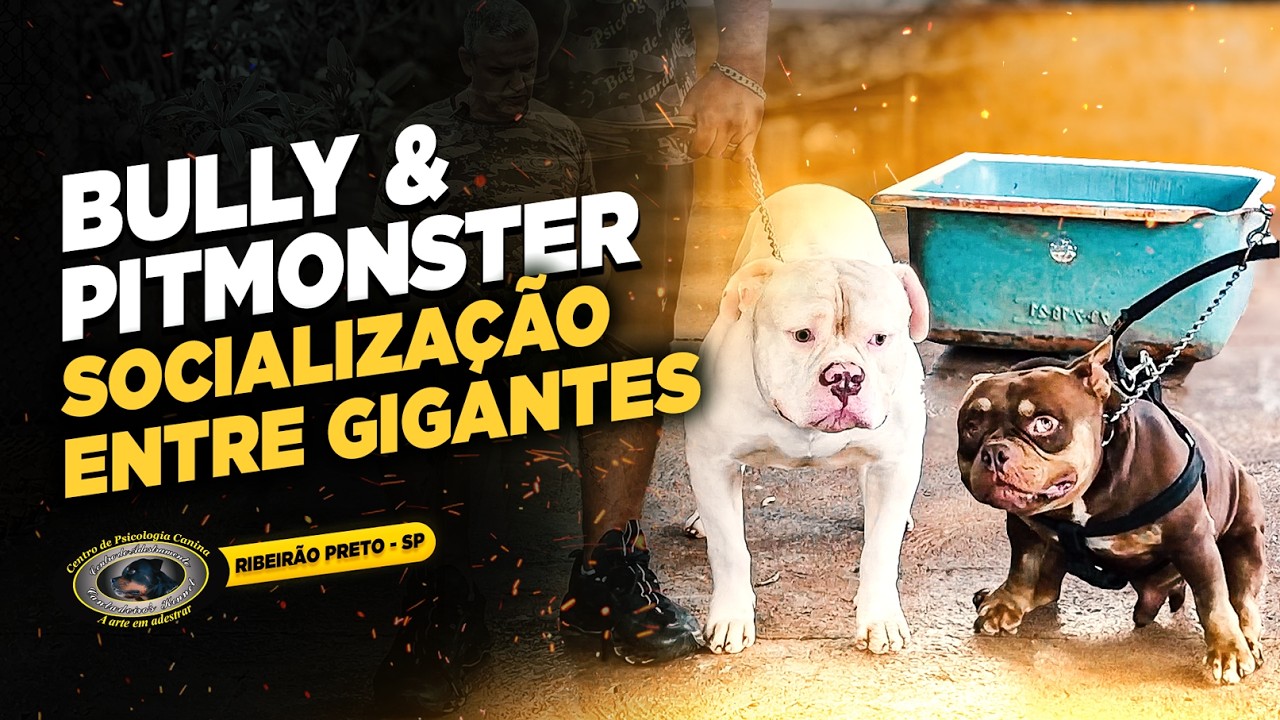 PITBULL MONSTER & AMERICAN BULLY — QUANDO O CÃO ASSUME O COMANDO DA CASA