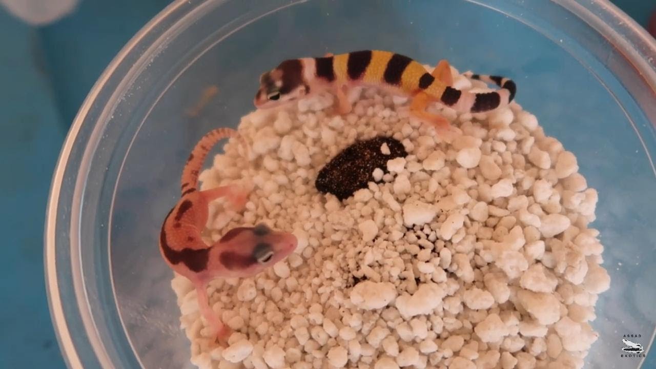 Más Crías Gecko Leopardo W&Y