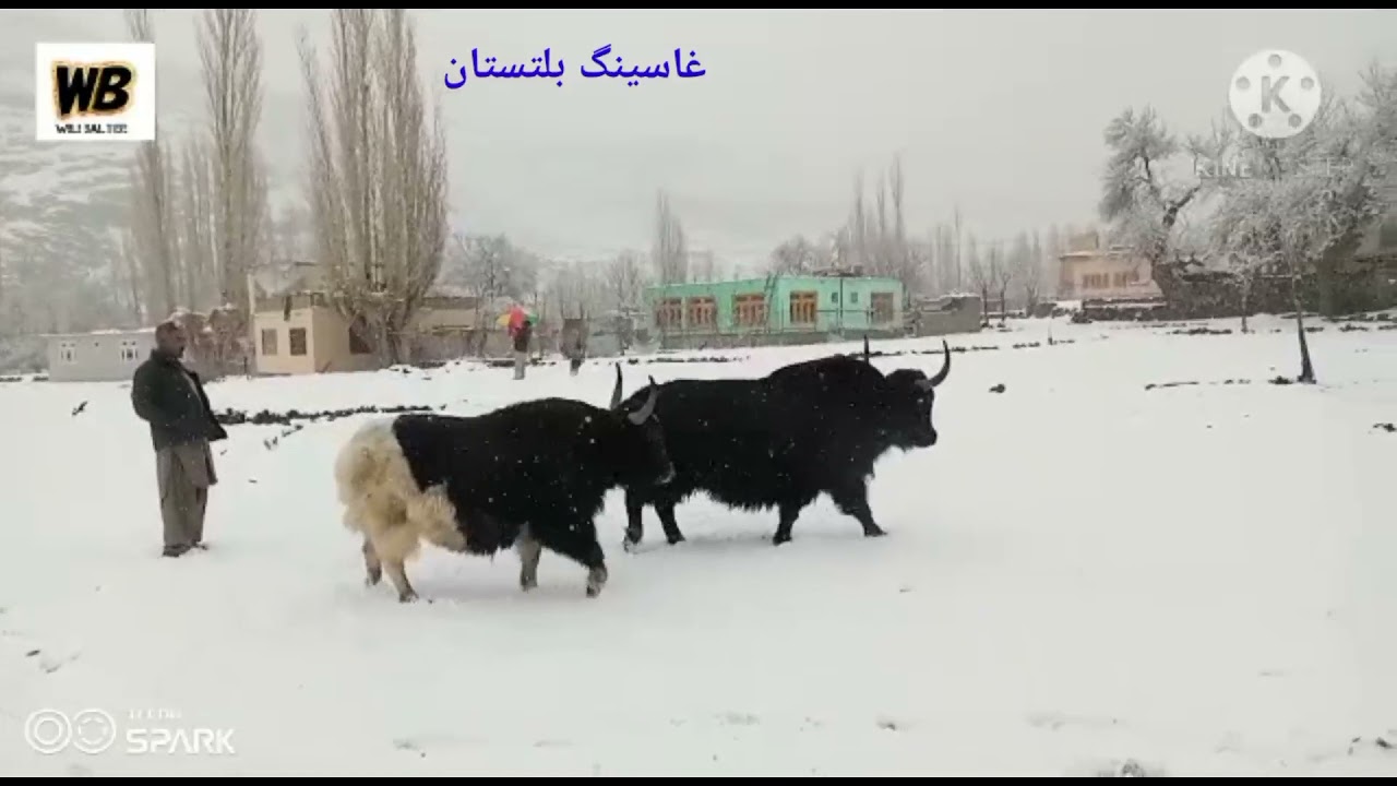Beautifull Snowfall View Ghasing Kharmang Gilgit Baltistan 2022. Baltistan main Barafbaari