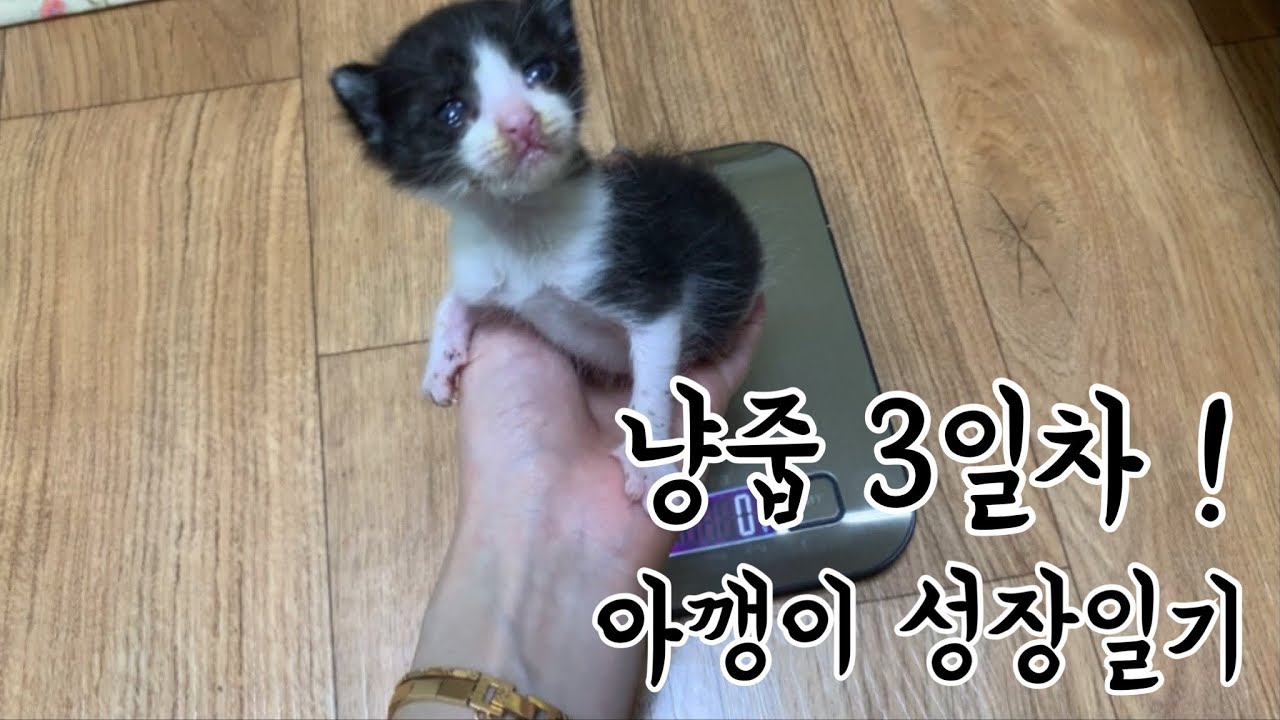 냥줍 3일차!🐈 아깽이 성장일기! 초보집사의 냥줍일기❤아깽이의 브이로그❤VLOG