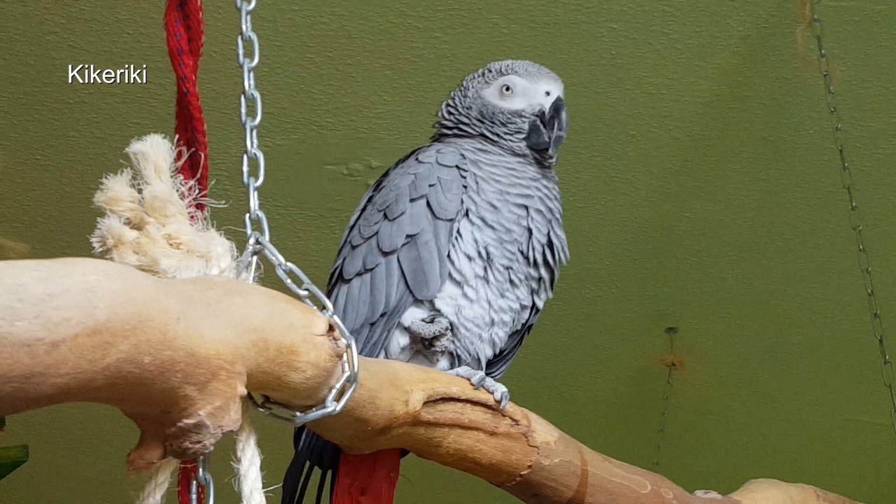 Lilo wie macht das Schaf