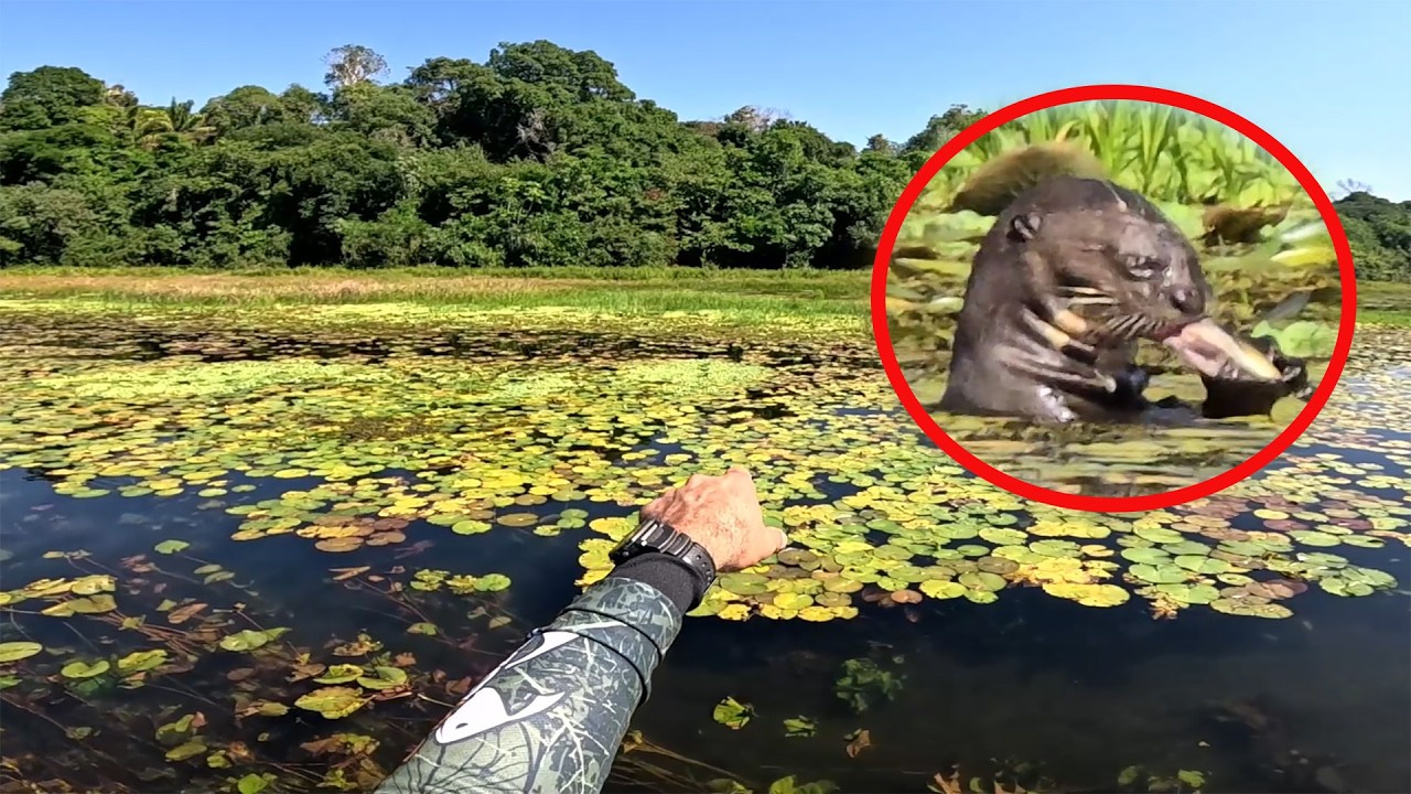 Peixes elétricos, cobras e aranhas, Lagoa misteriosa a Saga completa, sem cortes.