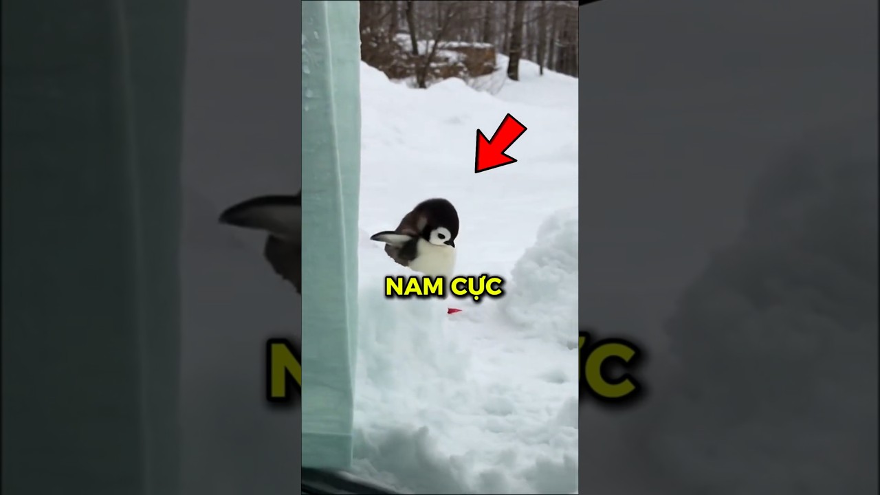 V&igrave; sao kh&ocirc;ng được chạm v&agrave;o chim c&aacute;nh cụt