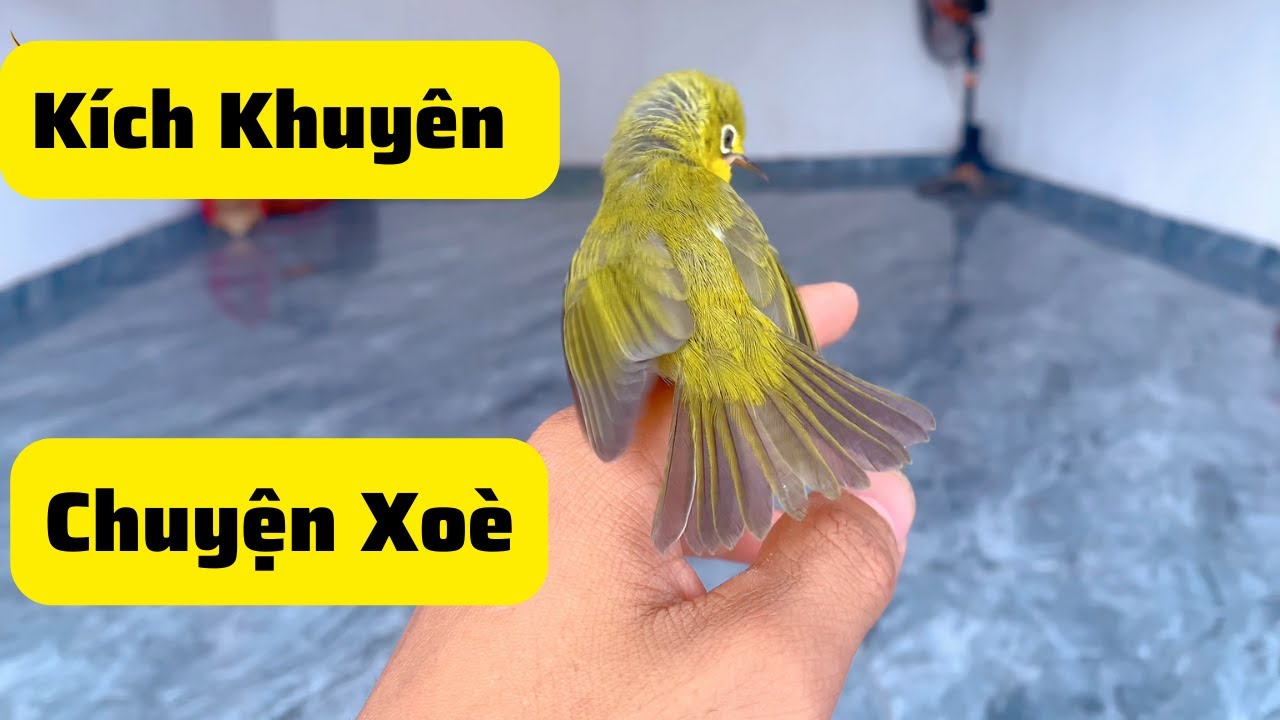 Kích khuyên Chuyện Xoè! Nghe Là Chuyện