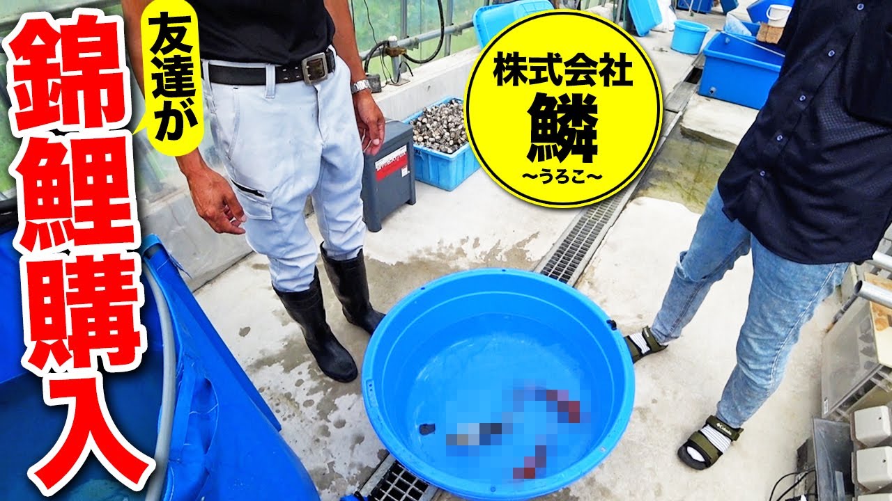 【錦鯉購入】株式会社鱗〜うろこ〜さん訪問！錦鯉を買う！（友達が）