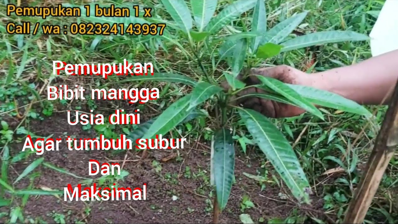 Pemupukan bibit mangga usia dini agar cepat tumbuh subur