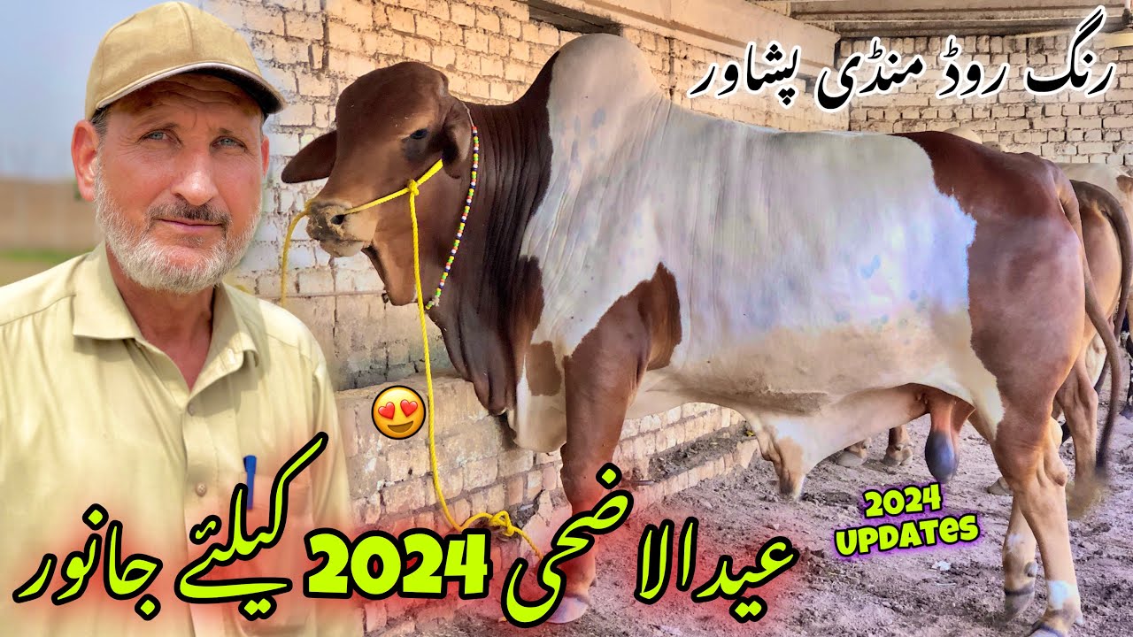 Maweshi Mandi Ring Road Peshawar New Updates 28/5/2024 | Eid Ul Azha 2024 Cow Mandi | Khyber Social