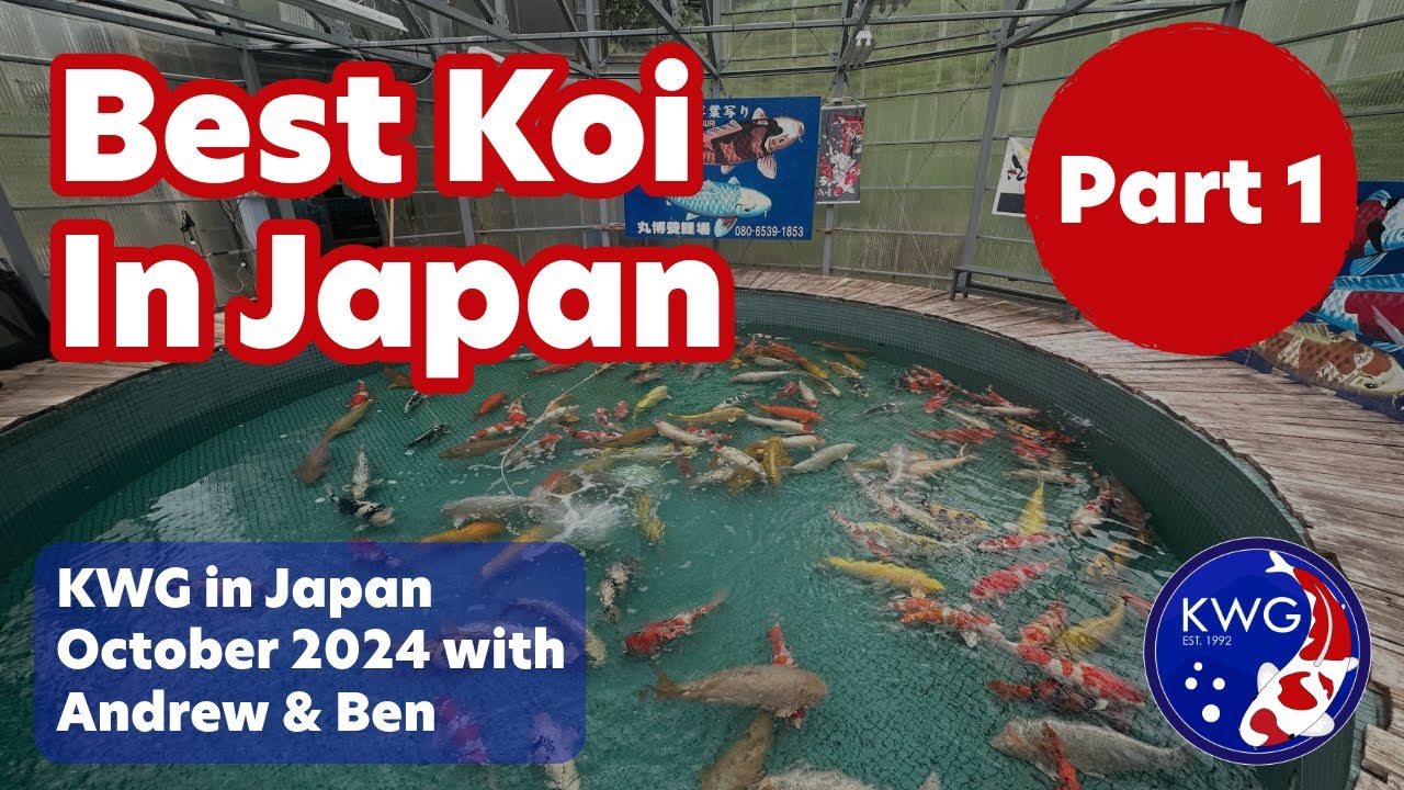 Hand Selecting the world's BEST Koi in Japan: PART 1
