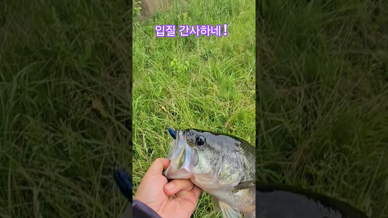 입질간사한 빅배스 잡아내기!