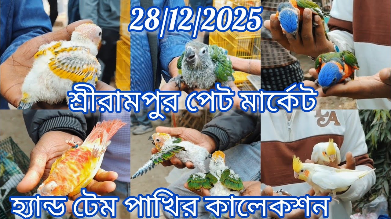Today Shrirampur Pet Market l Exotic Birds at Cheapest Price🦜28/12/2025. হ্যান্ড টেম পাখির কালেকশন 🐦