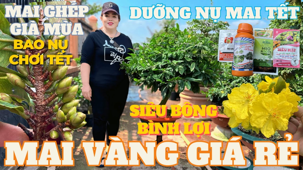 24-01 CHỊ DUNG Giao Lưu Mai Vàng Giá Rẻ, Siêu Bông Bình Lợi Ghép Già Mùa Chơi Tết • THÀNH TRỌNG LÊ