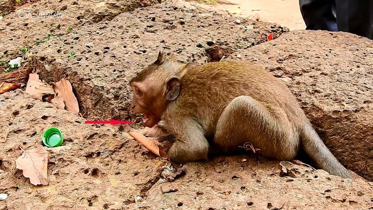 P-1, Must watch laughable & funny adolescent monkey TIMO crying drama requesting milk old mom TIMA.
