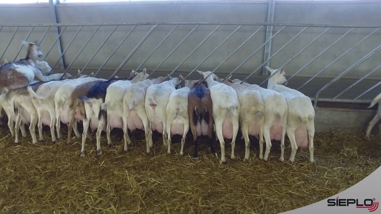 SIEPLO Voerrobot bij geitenhouderij