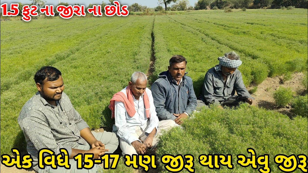 1 વિધે 15-17 મણ ઉત્પાદન આવે એવુ જીરૂ!1.5 ફુટ ની ઉચાઈ વાળુ જીરૂ! શુ માવજત કરી?