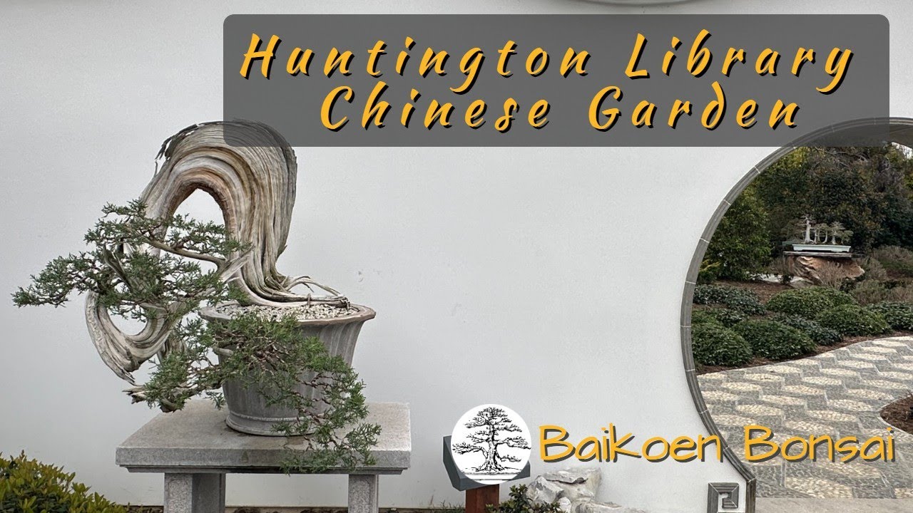 Chinese Garden - Huntington Library - Bonsai Destination  - Baikoen Bonsai Club