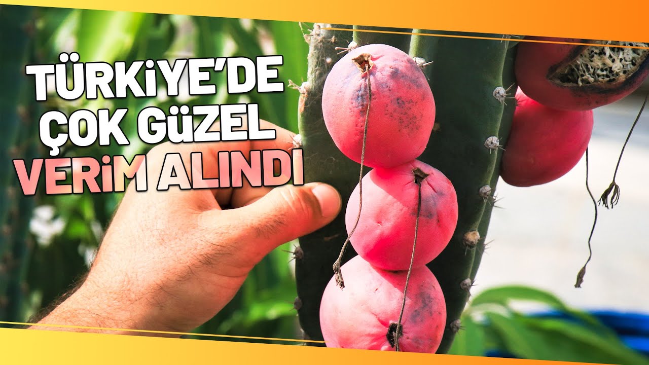 Ejder Meyvesi ve Hint İncirine Alternatif 