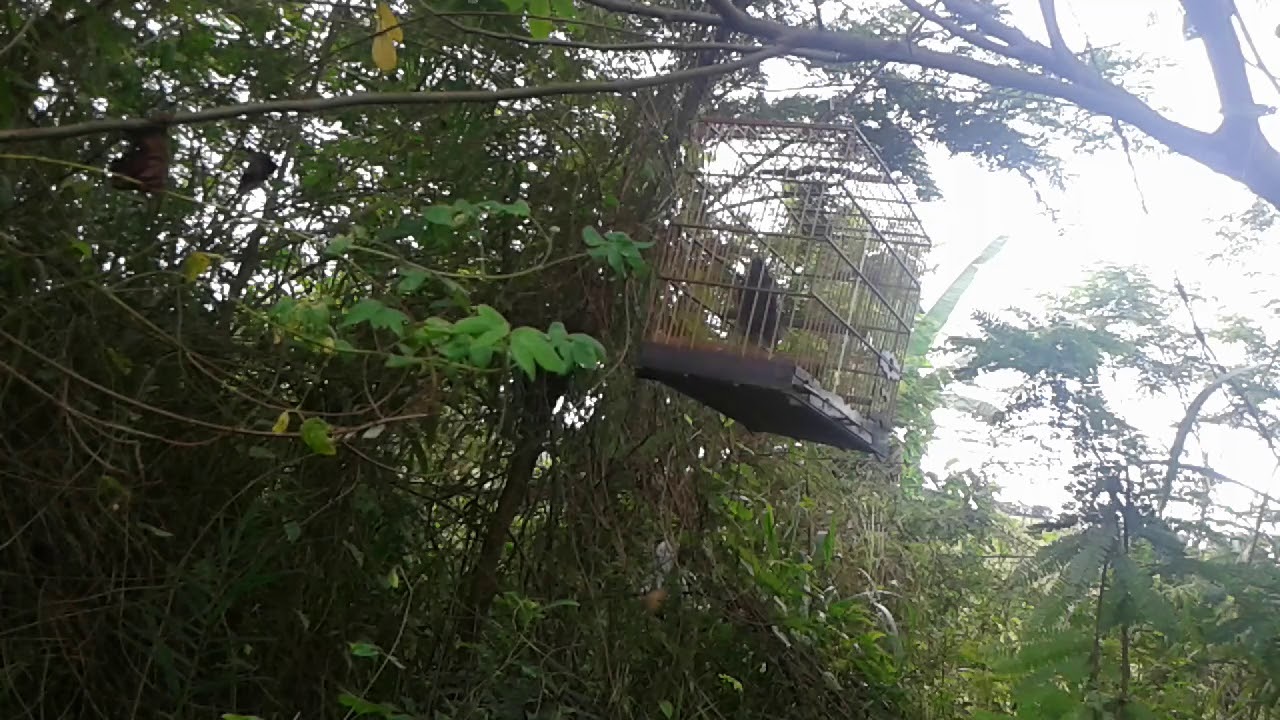 MELHOR CURRUCHIADO PRA LEVANTAR TRINCA FERRO