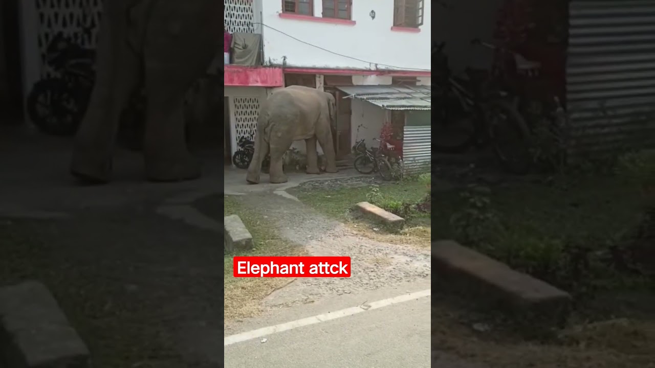 #Elephant Attck#Short video#animal shorts#2023shorts #youtube #viral