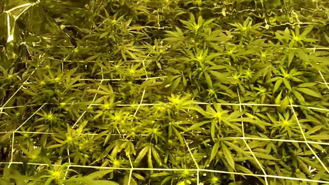 UK CHEESE FLOWERING @ 3 WEEKS