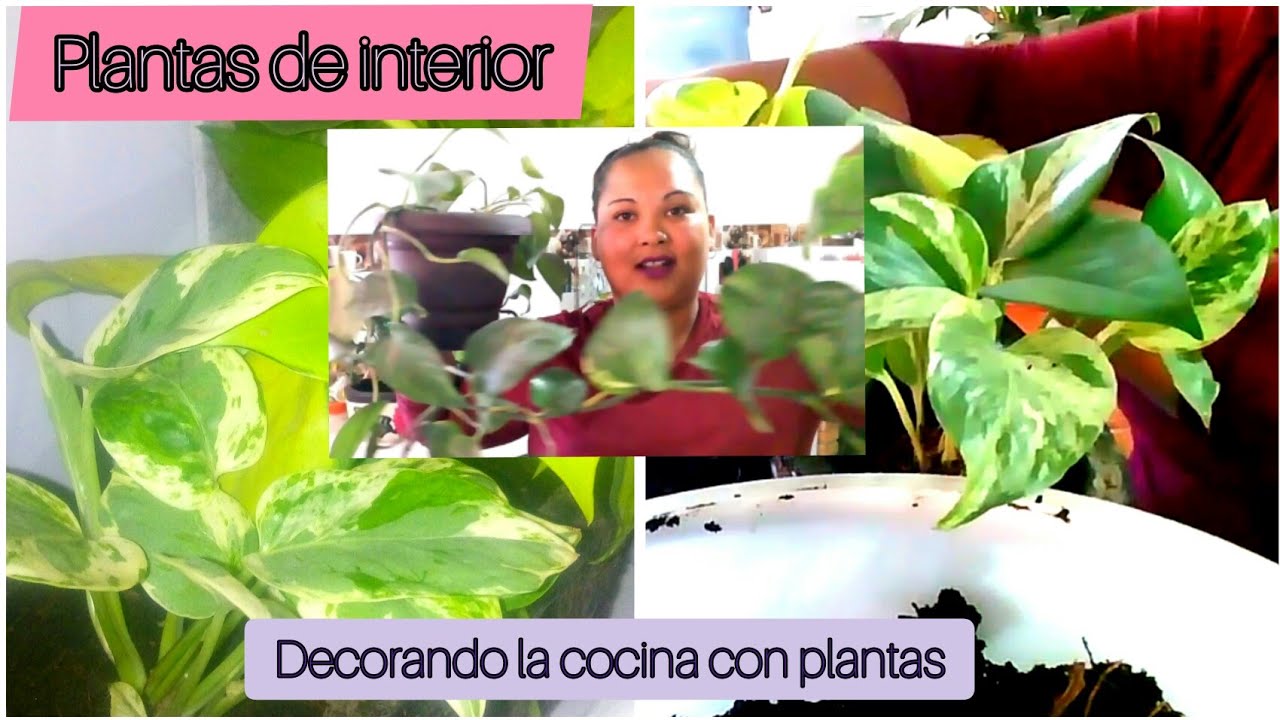 Decora tu cocina con plantas de interior #plantasdeinterior