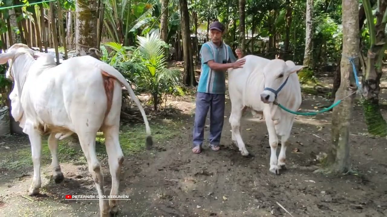 Cara memilih calon indukan sapi PO yang bagus menurut pak ikin
