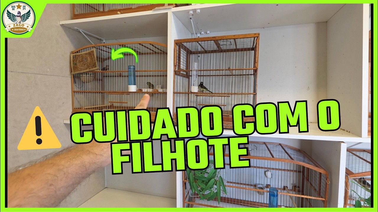 Pode Colocar o Macho Galar a Fêmea Mesmo com Filhote? CUIDADO com Esse ERRO!