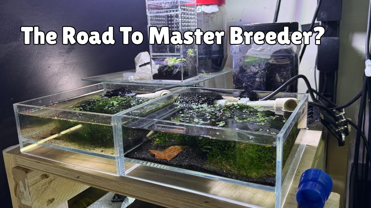 The Road To Master Breeder: Plotting my Revenge and Redemption