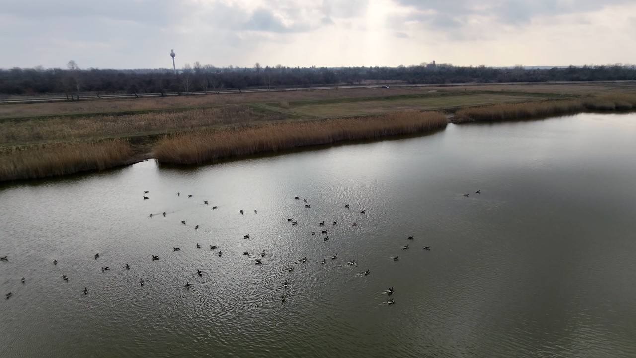DJI NEO 2 - Greylag geese 4K