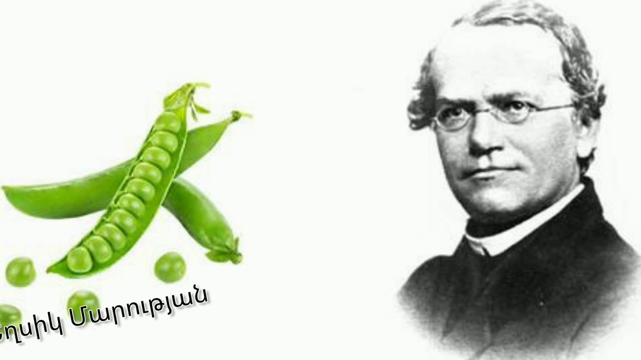 Մենդելի ոլոռը
