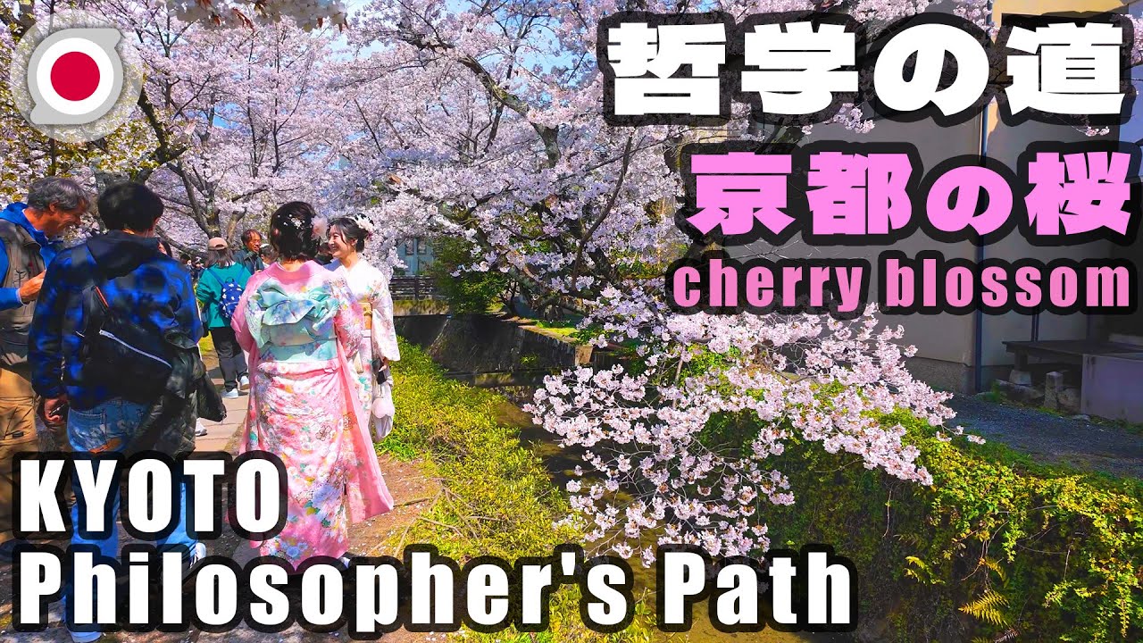 -京都の桜- 哲学の道 散歩 [4K] [2025.04.06]