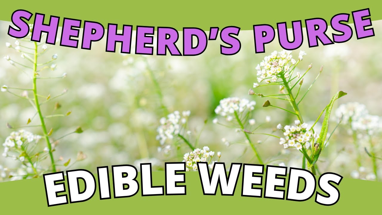 Edible Weed: SHEPHERD'S PURSE - A Peppery Delight (Capsella bursa-pastoris)