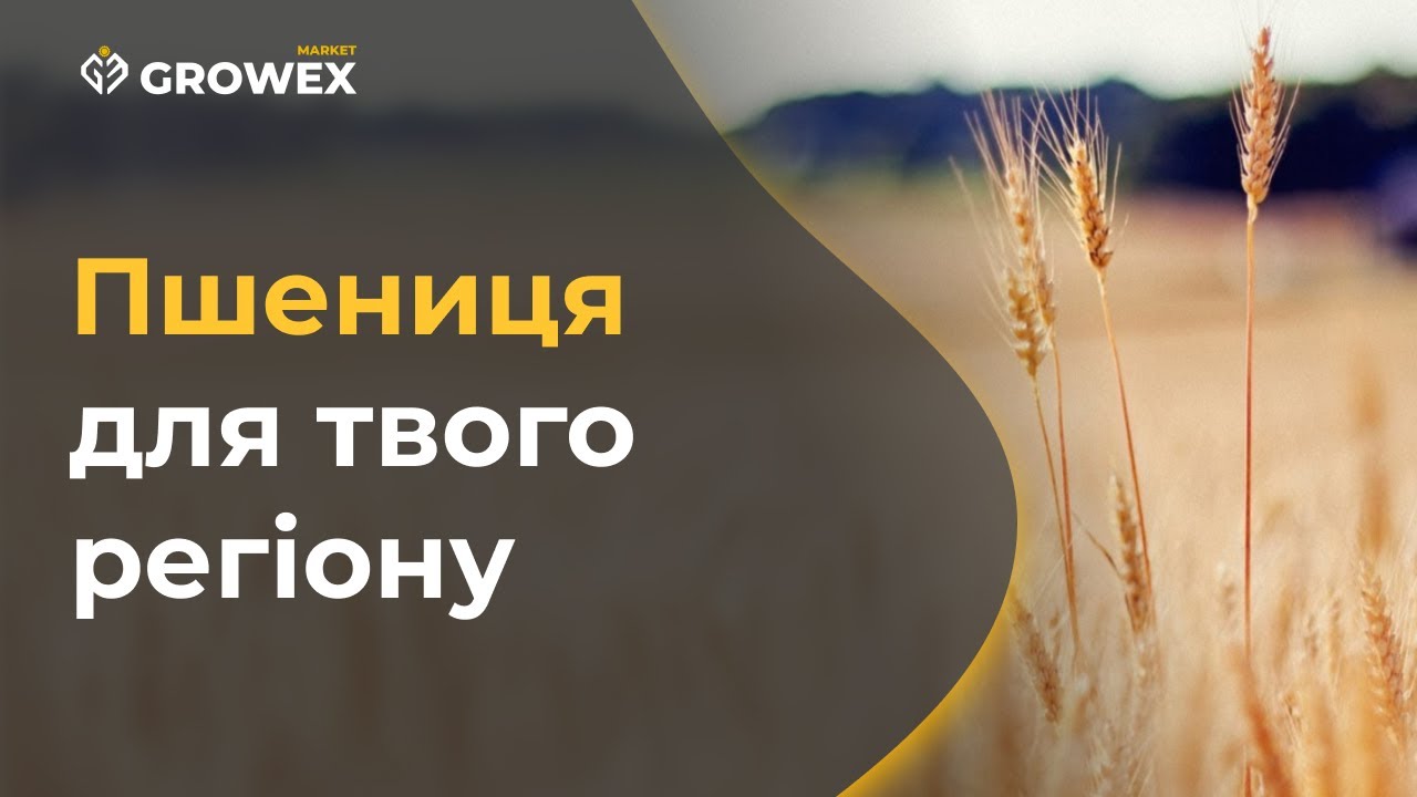 ПШЕНИЦЯ ТА ЯЧМІНЬ 🌾  ДЛЯ СВОГО РЕГІОНУ